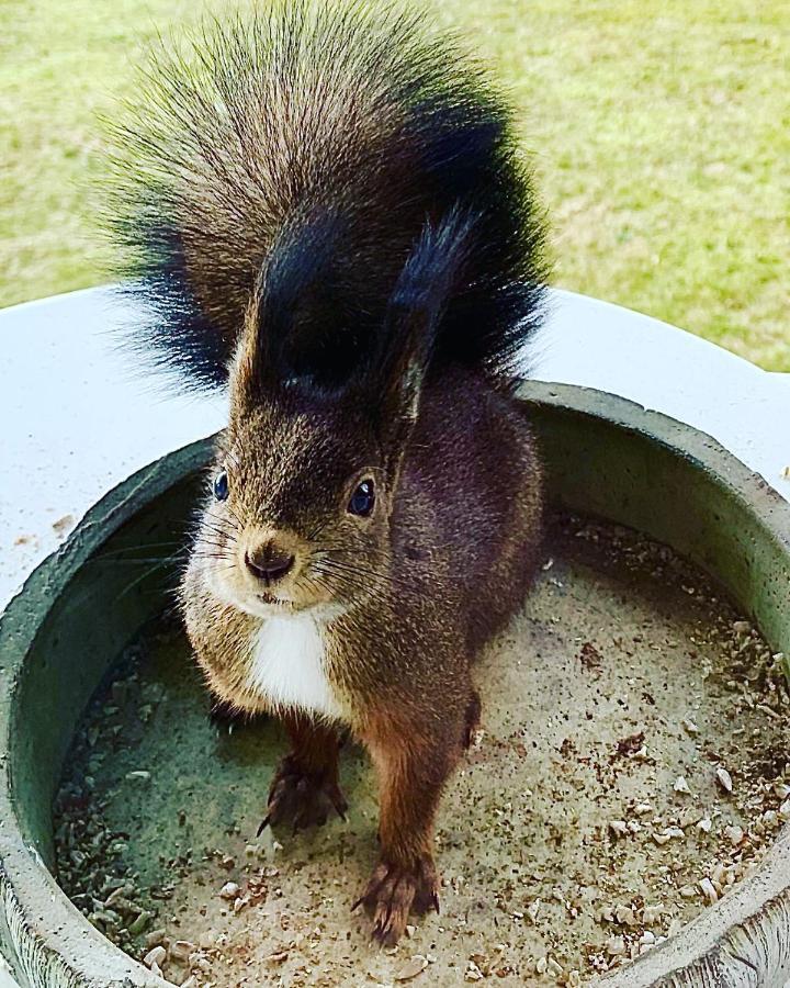 Fewo Fuchs Saig Lenzkirch Bagian luar foto